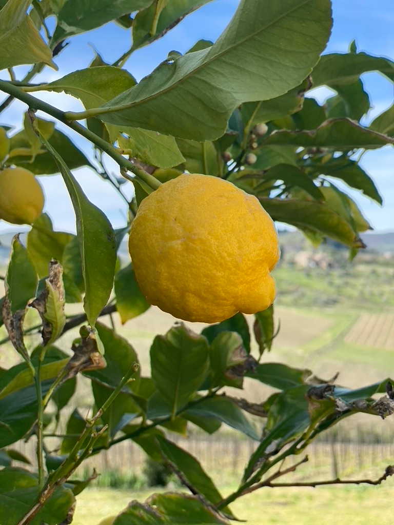 lemon tree in a garden of our Bed And Breakfast in Greve In Chianti, Corte Di Valle