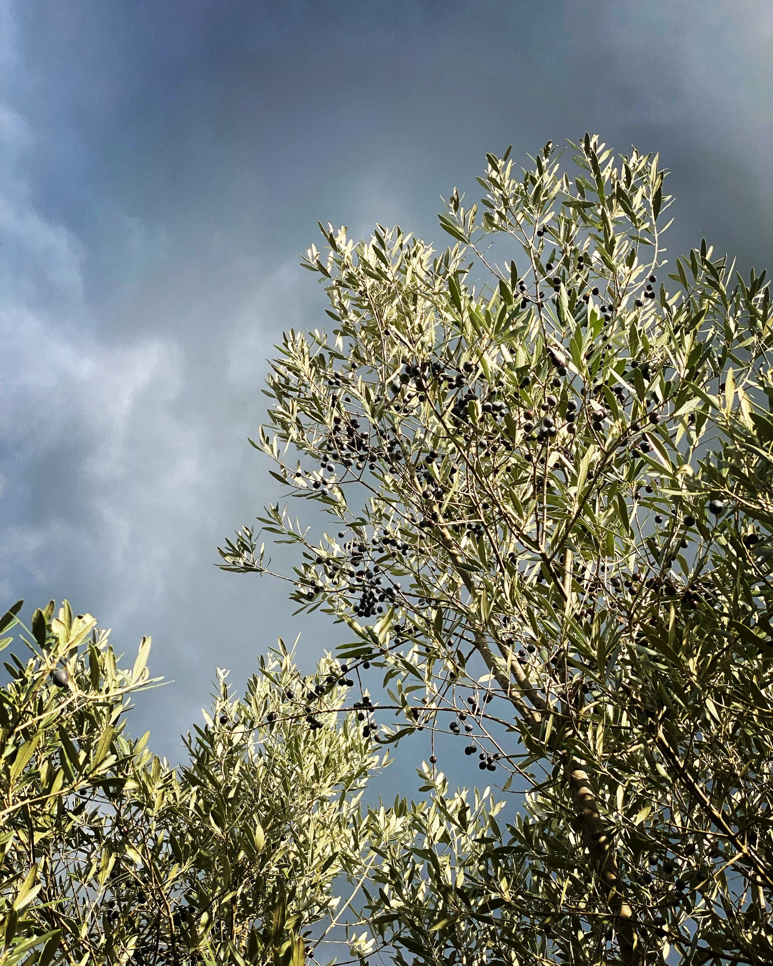 Albero d'olivo con olive sotto il cielo nuvoloso.