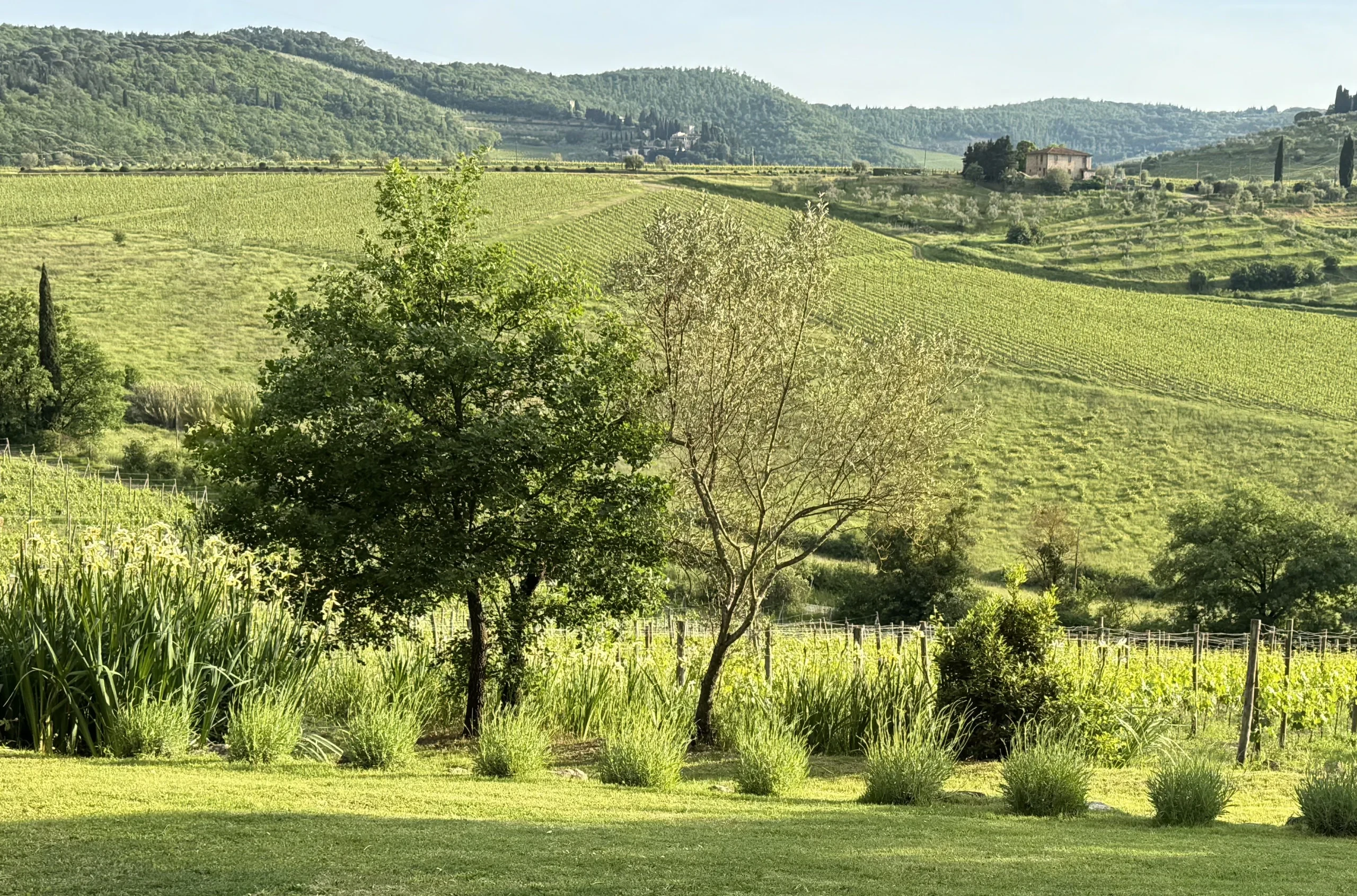 Colline verdi con vigneti in lontananza.