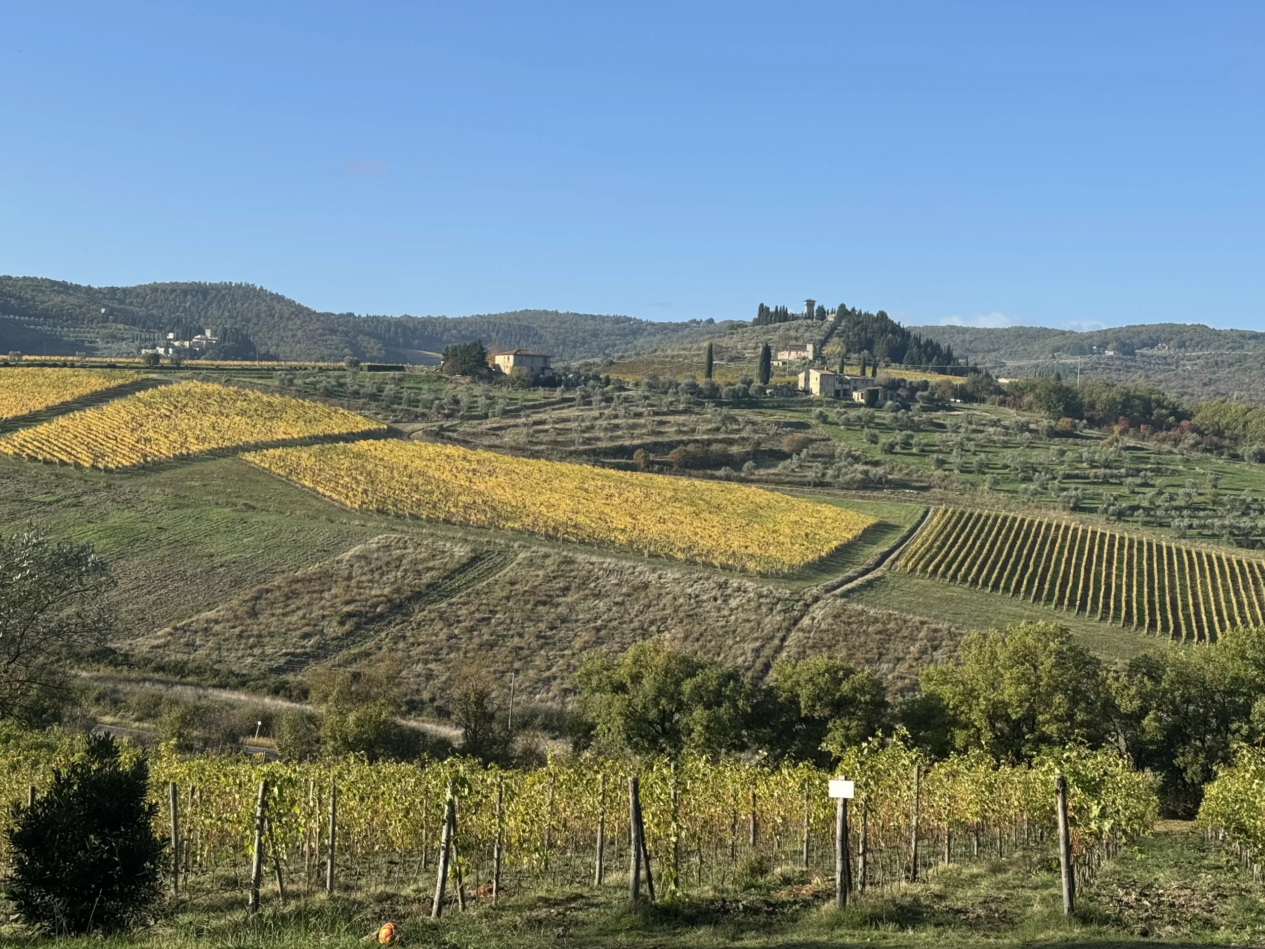 Colline toscane con vigneti e ulivi