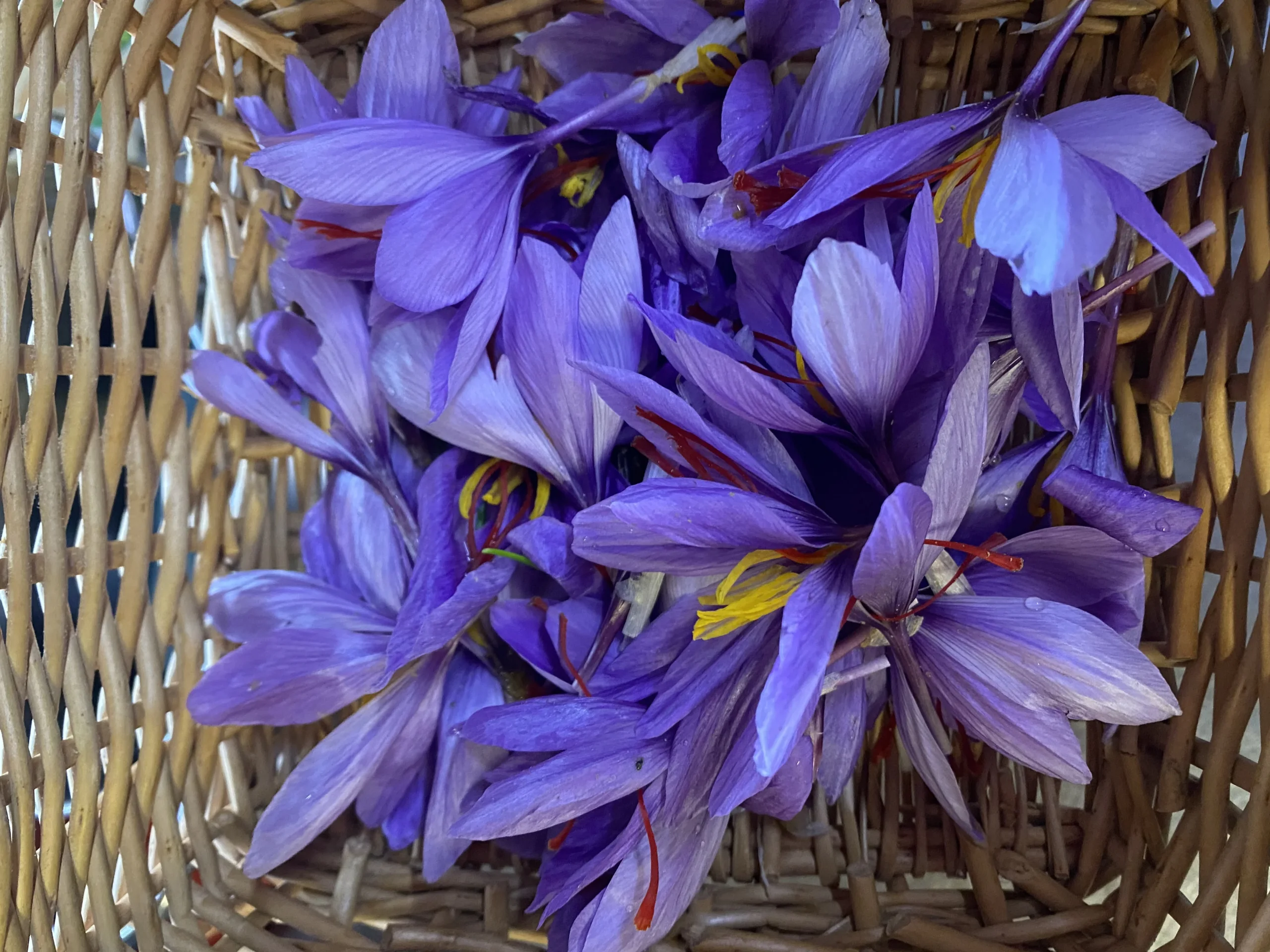 Fiori di zafferano in un cesto di vimini.