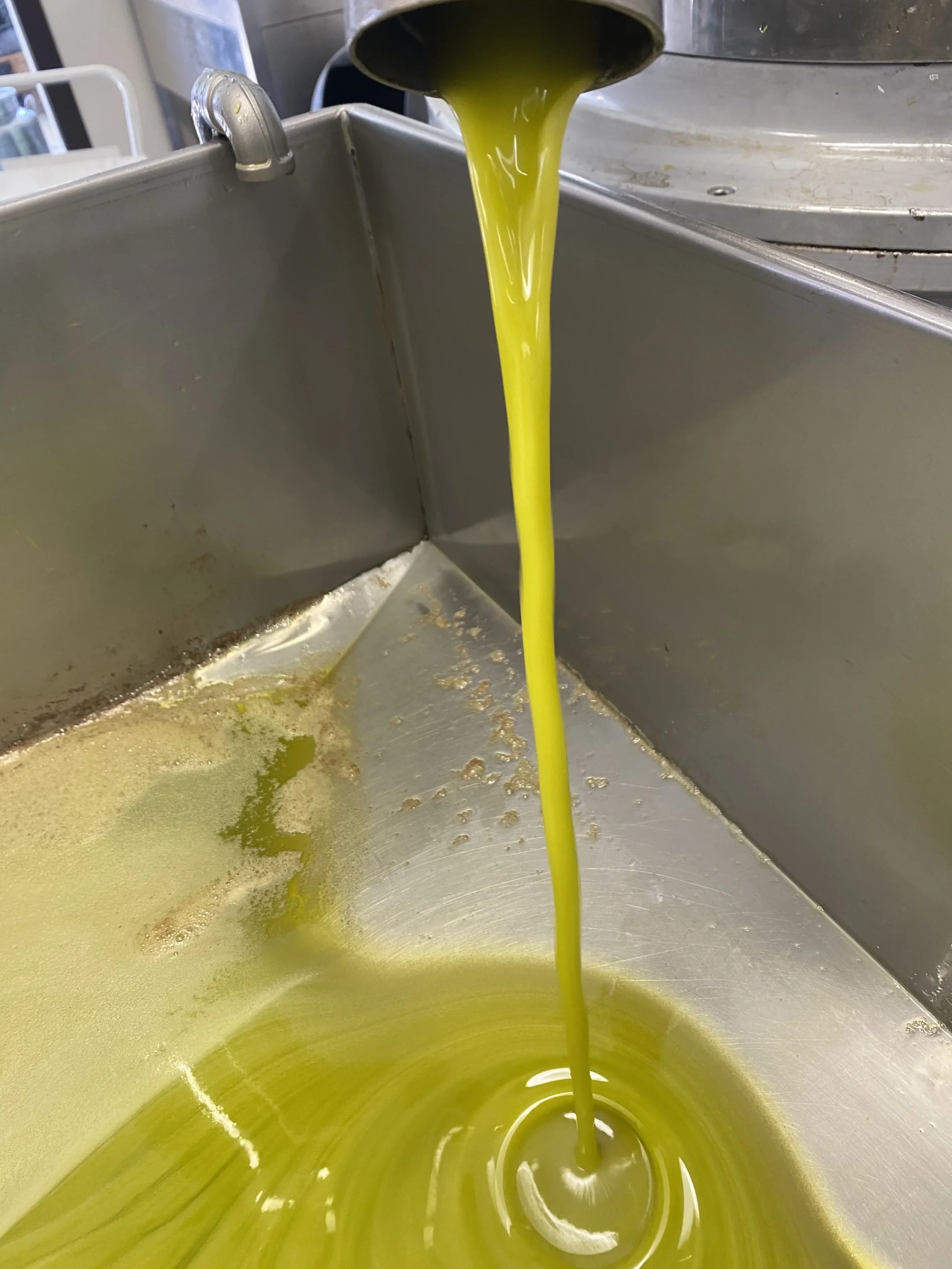 Olio d'oliva fresco in produzione, estratto dal frantoio.