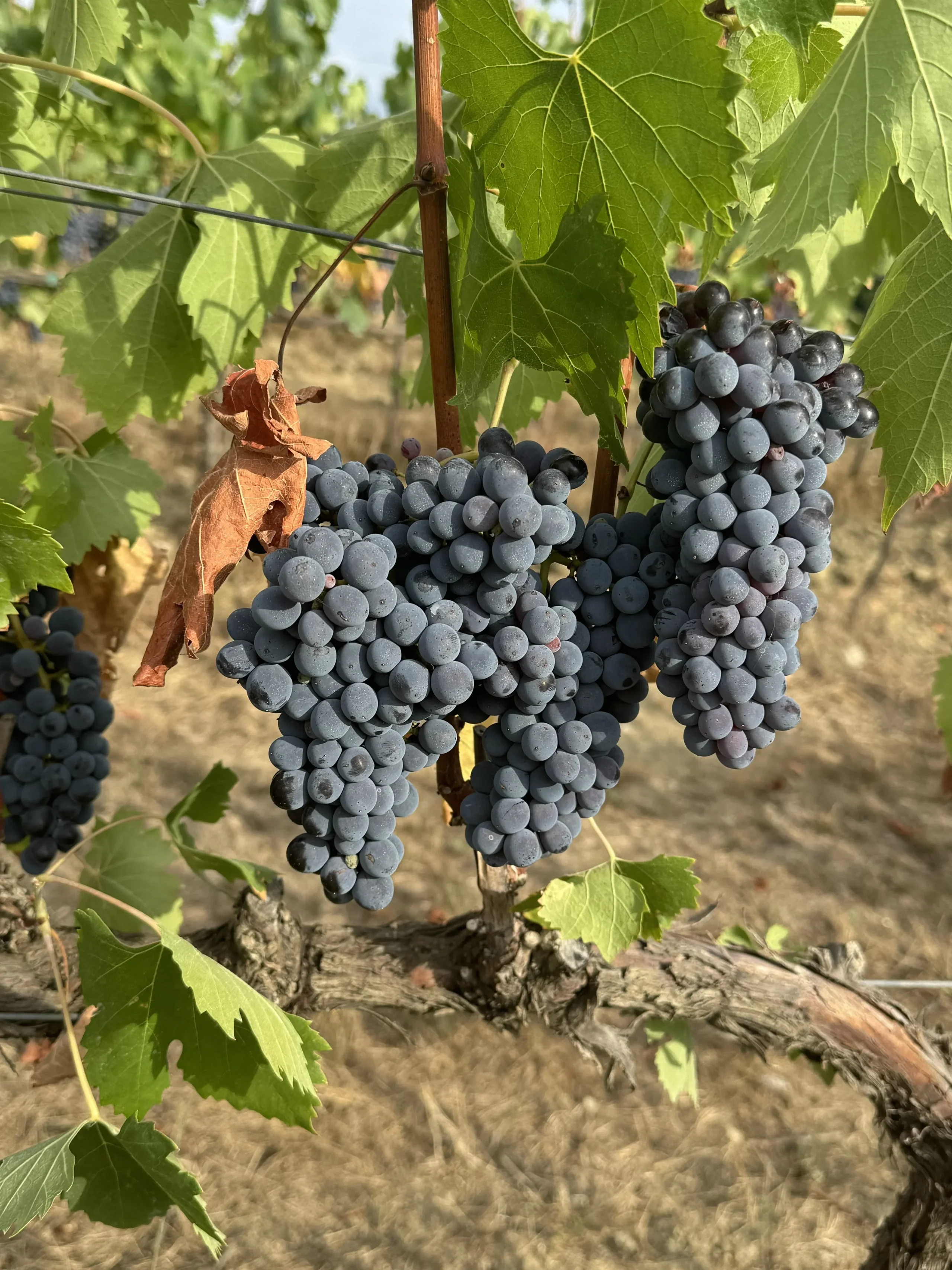 Grappolo d'uva nera su vite