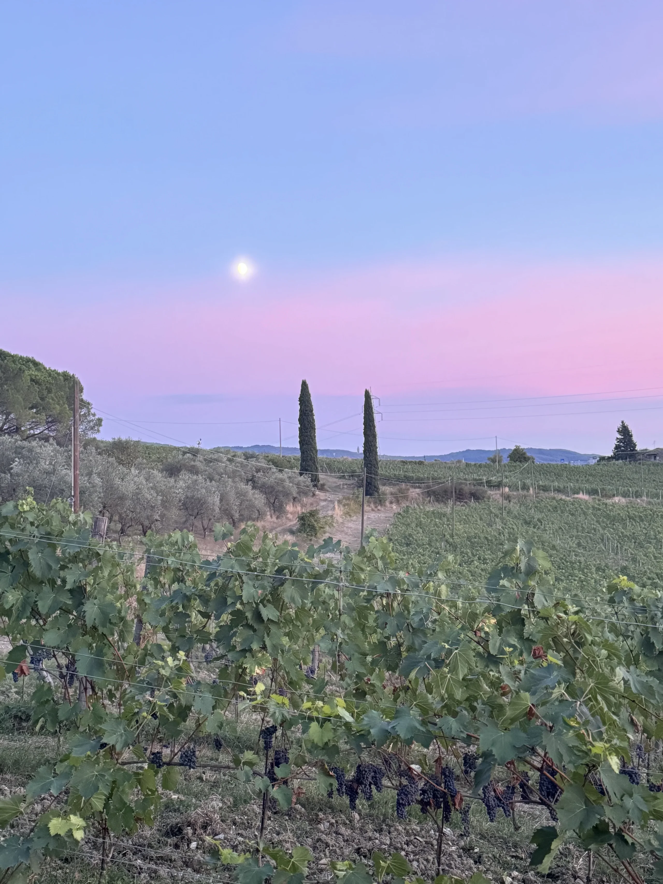 Vigneto al tramonto con cielo rosa e cipressi.